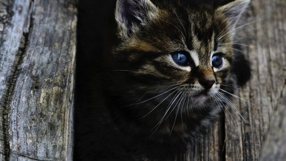 Chat mignon association chaton