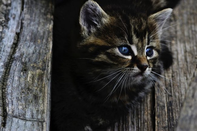 Chat mignon association chaton