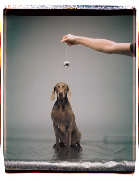 © William Wegman