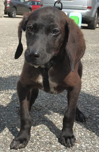 Brignais La Spa Sauve Un Petit Chiot En Etat D Urgence Vitale Brignais La Spa Sauve Un Petit Chiot En Etat D Urgence Vitale