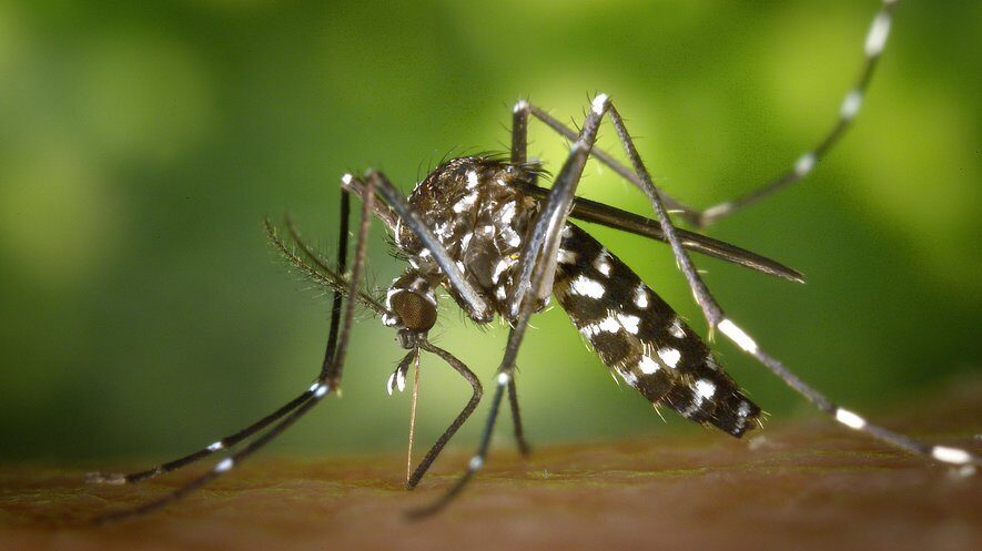 Dengue situation in eastern Lyon: Tiger mosquito alert
