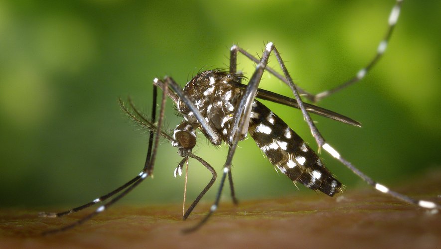 Catching tiger mosquitoes in Greater Lyon