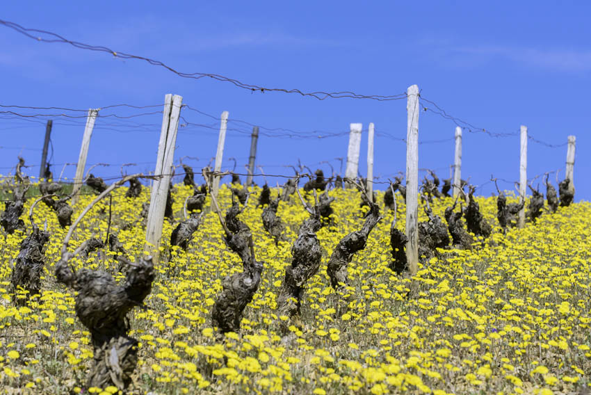 Beaujolais