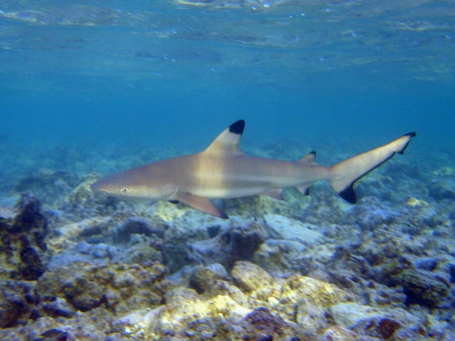 Requin à pointe noire