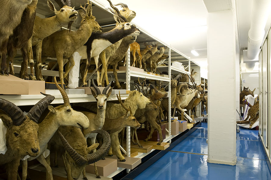 Musée des Confluences - centre de conservation