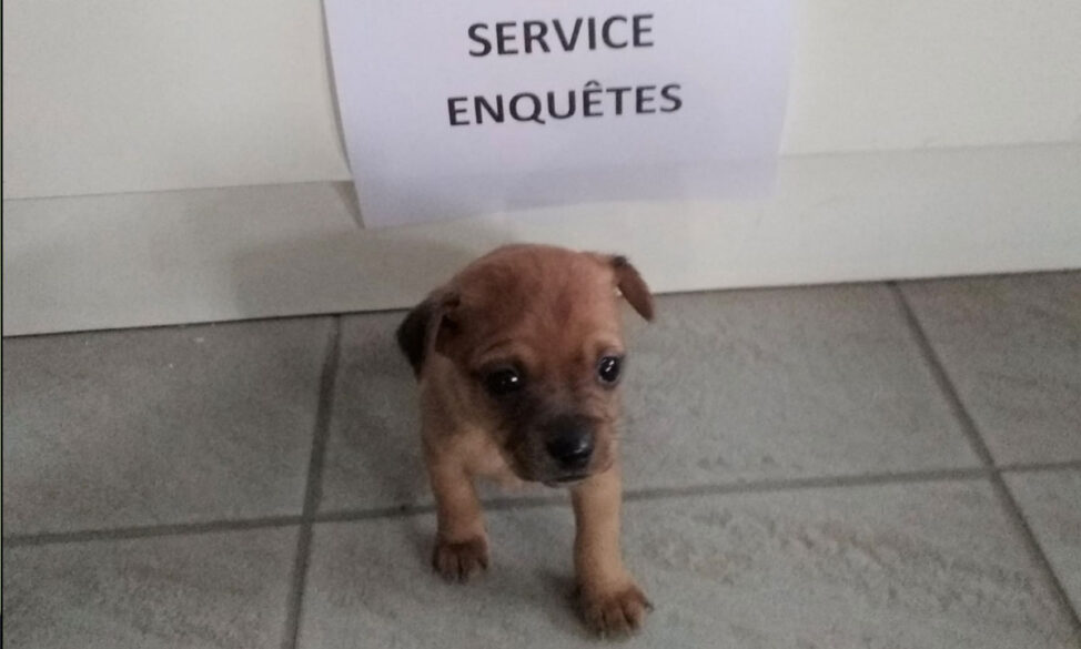 Lyon vidéo d'un chiot battu par une ado, l'animal secouru