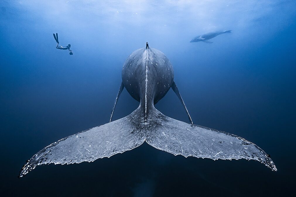 Gentle Giants @François Baelen