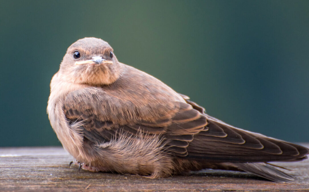 oiseau Rhône