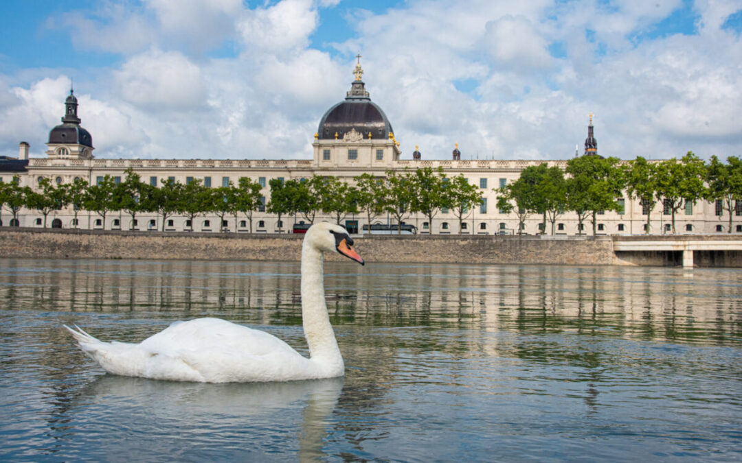 Animaux, quai rhône, hotel dieu, vue Lyon