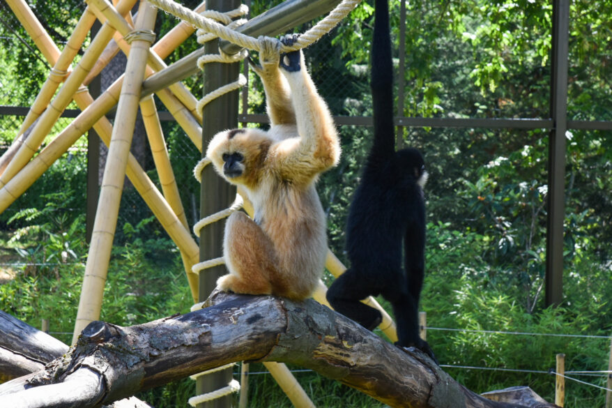 zoo safari france lyon