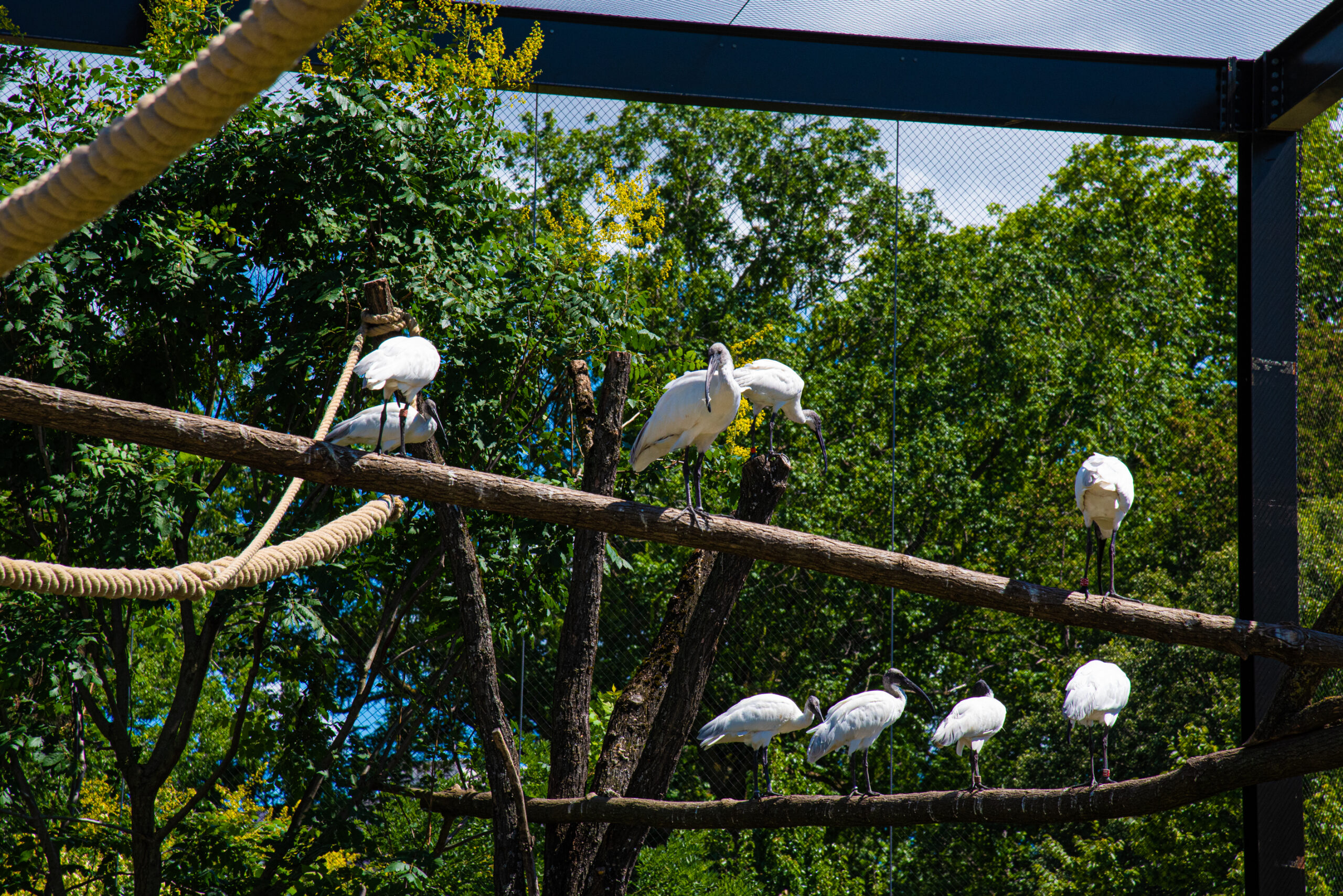 Lyon ouverture de la plaine d'Asie ce mercredi, le zoo du parc de la Tête d'Or s'agrandit Lyon ouverture de la plaine d'Asie ce mercredi, le zoo du parc de la Tête d'Or s'agrandit