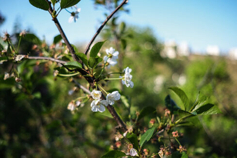 printemps