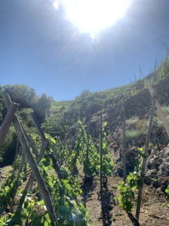 Wine and Ride, vignoble, vin