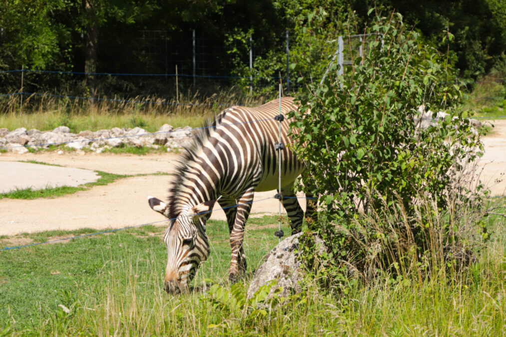 Parc de la Tête d'Or