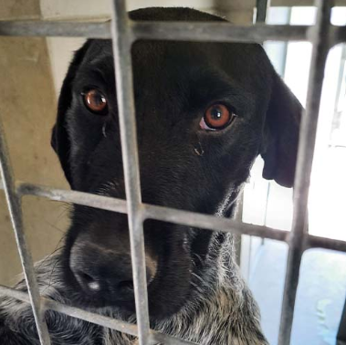 1 300 trouvent refuge chaque année à la SPA de Brignais