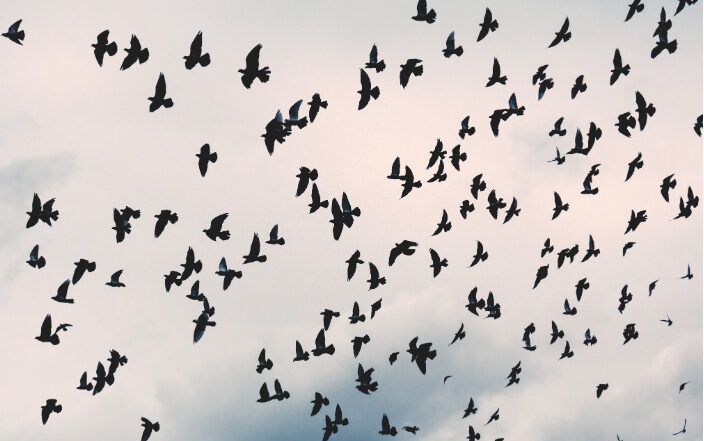 Nuée de corbeaux et de corneilles dans le ciel