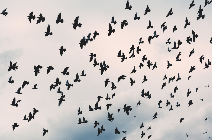 Nuée de corbeaux et de corneilles dans le ciel