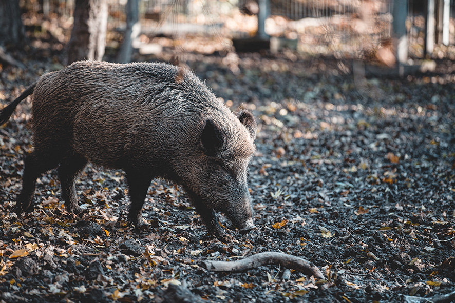 Un sanglier en forêt