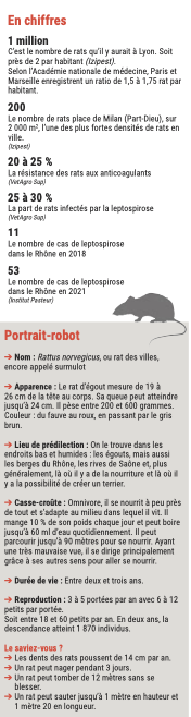 Les statistiques des rats à Lyon