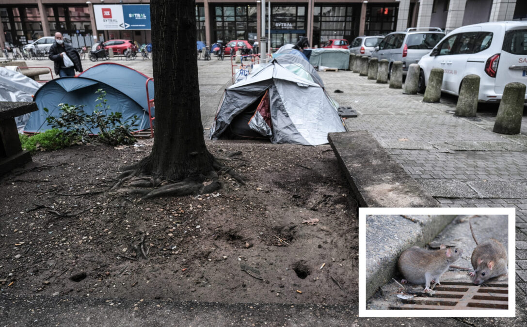 Inféodés à la capitale de la gastronomie,les rats font des apparitions de plus en plus fréquentes dans les rues de Lyon.