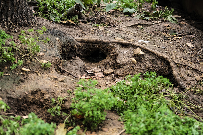 Place de Milan, à Lyon, les rats pullulent