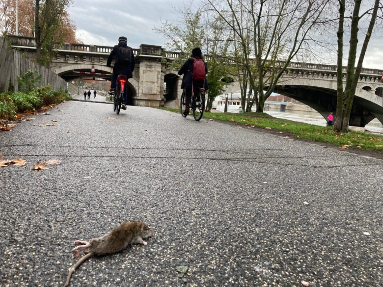 Rat écrasé sur les berges du Rhône, à Lyon