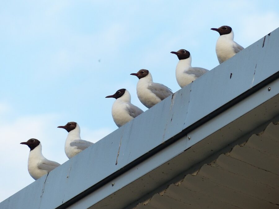 Mouette rieuse