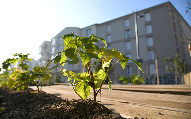 Lyon plantations