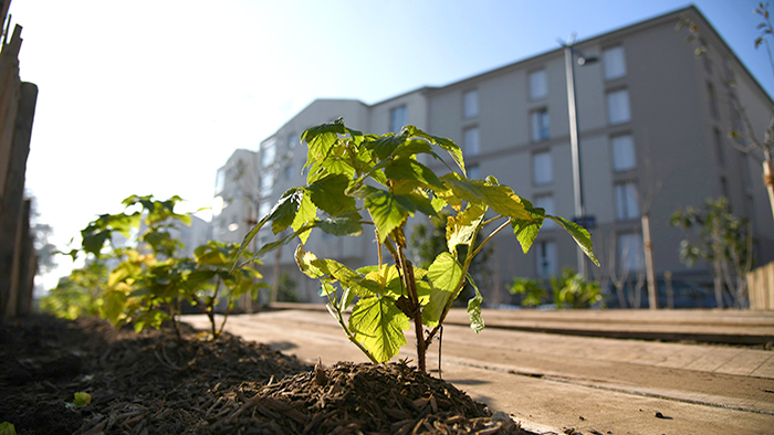 Lyon plantations