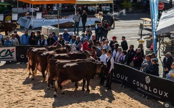 Concours de vache lots de la première édition