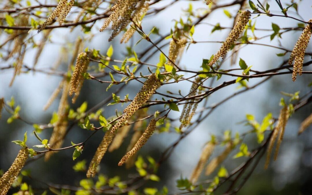 Pollens Bouleau allergies