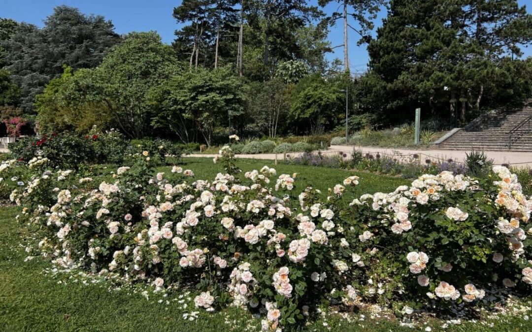 roseraie parc de la Tête d'Or Lyon