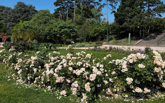 roseraie parc Tete d'or lyon