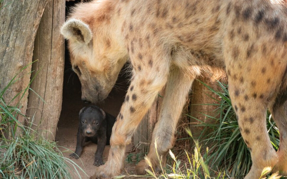 La naissance d'une hyène tachetée au safari de Peaugres le 14 juillet 2023