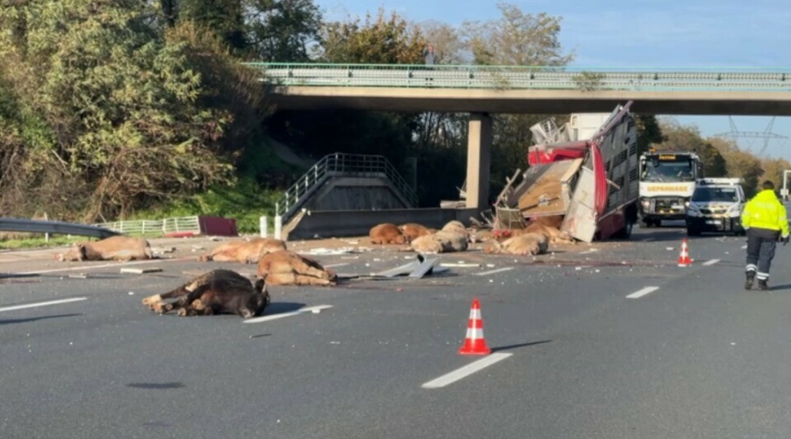 bétaillère vaches accident