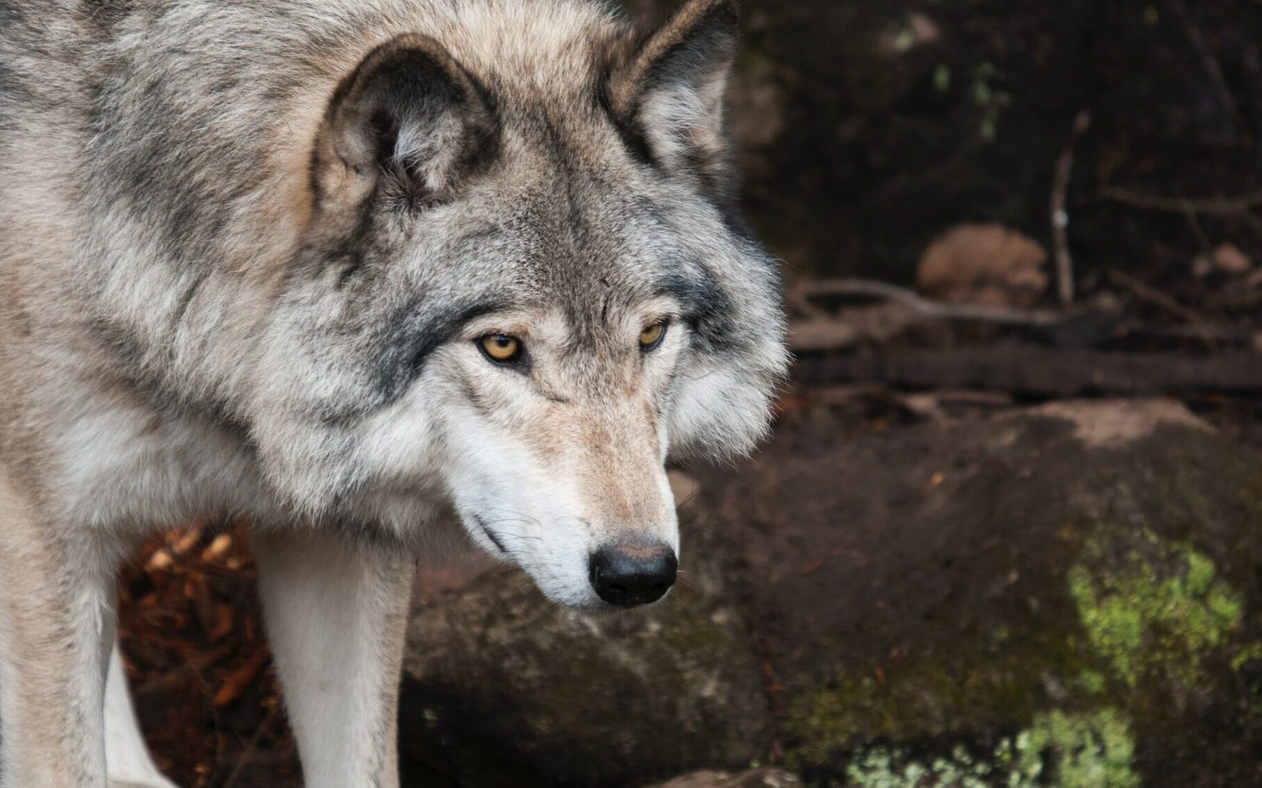 Loup