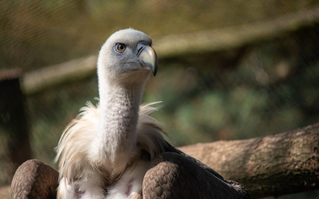 vautour