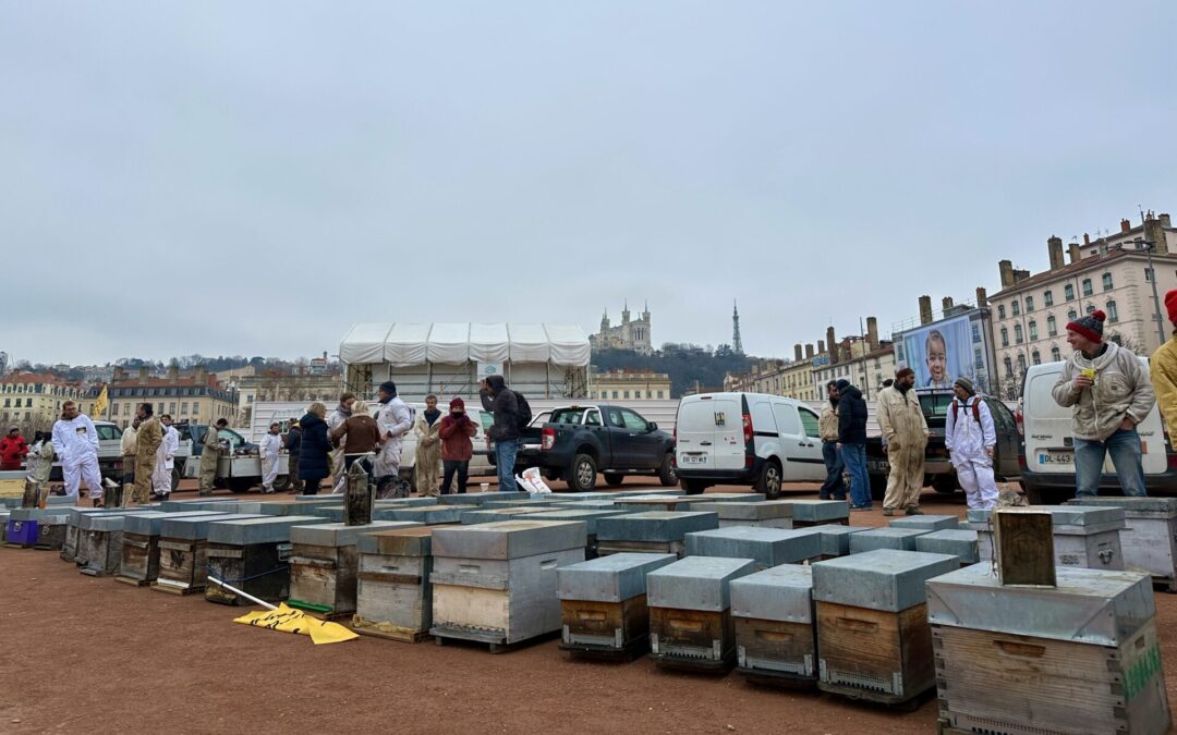 Ruches places bellecour