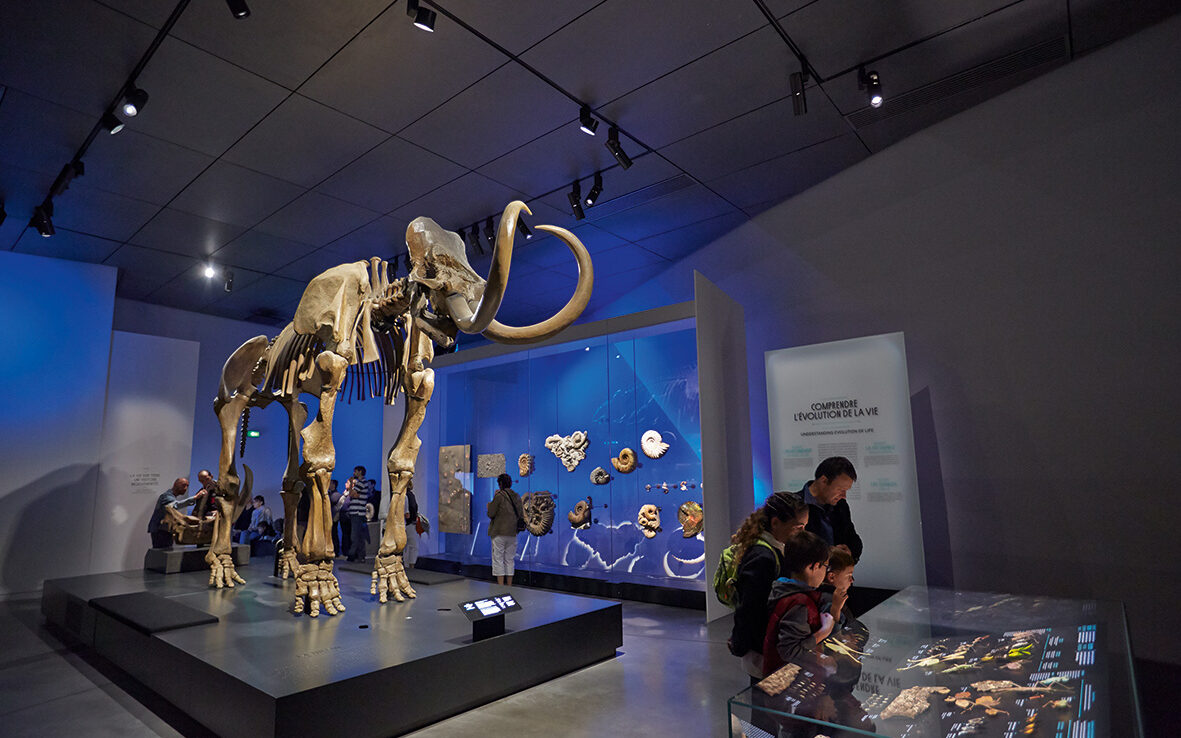Le squelette du mammouth de Choulans au musée des Confluences © Quentin Lafont / Musée des Confluences