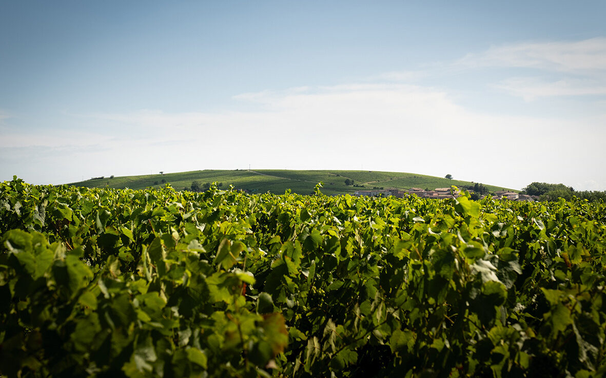 Domaine des Braves dans le Beaujolais (13,5 hectares), exploitant des vignes détenues par des groupements fonciers viticoles (GFV) © Domaine des Braves