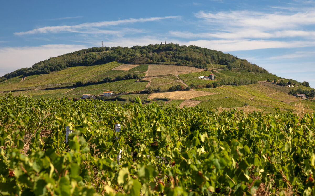 vignes