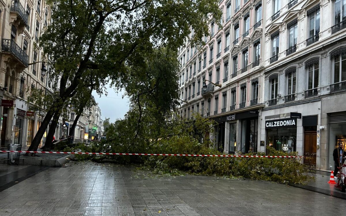 rue de la république lyon arbre chute