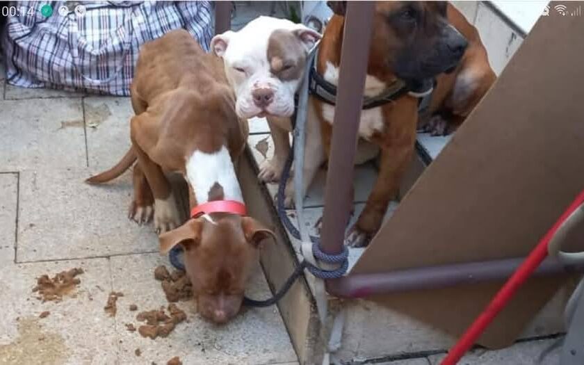 Chiens maltraités