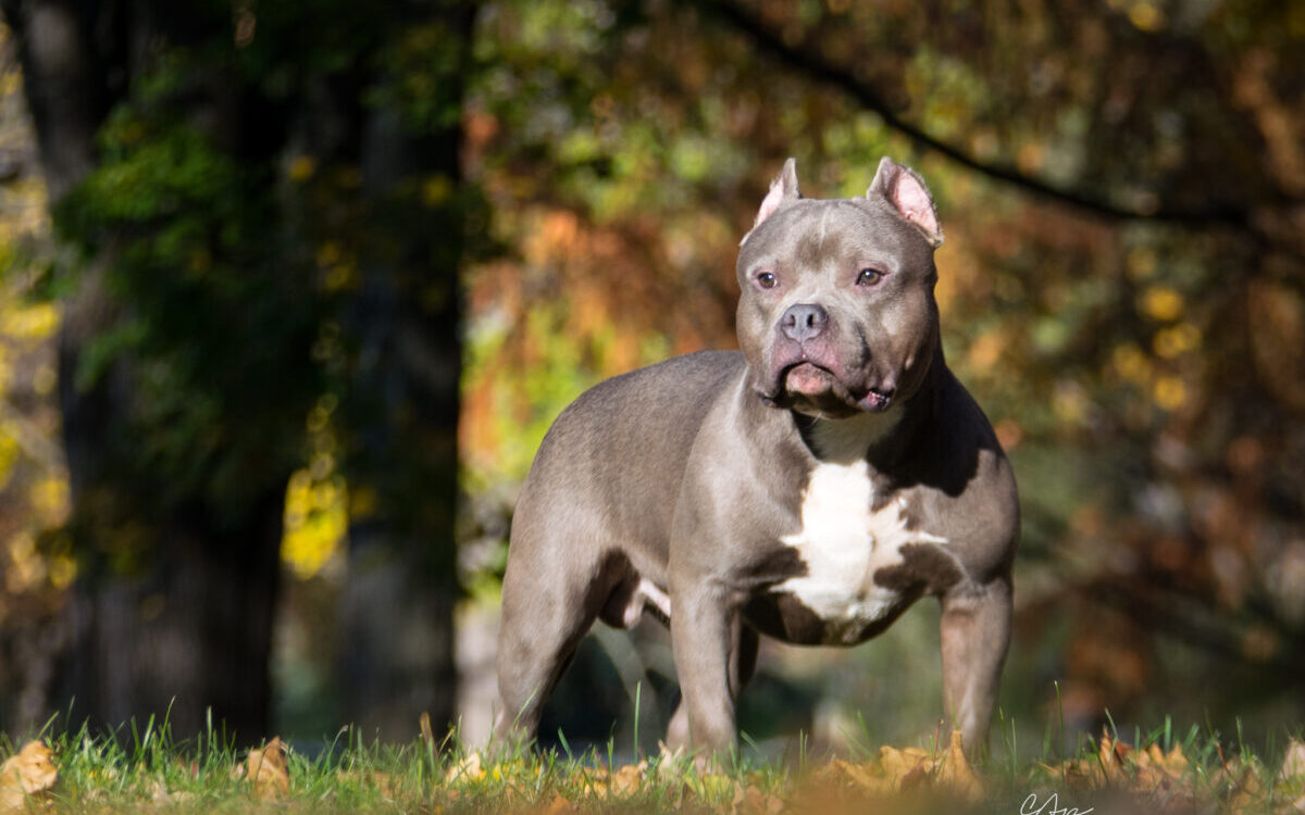 Pitbull