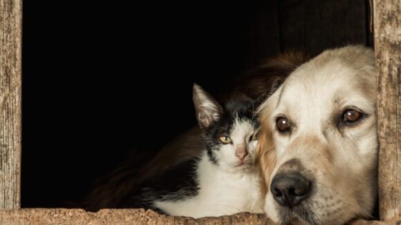 Chien et chat