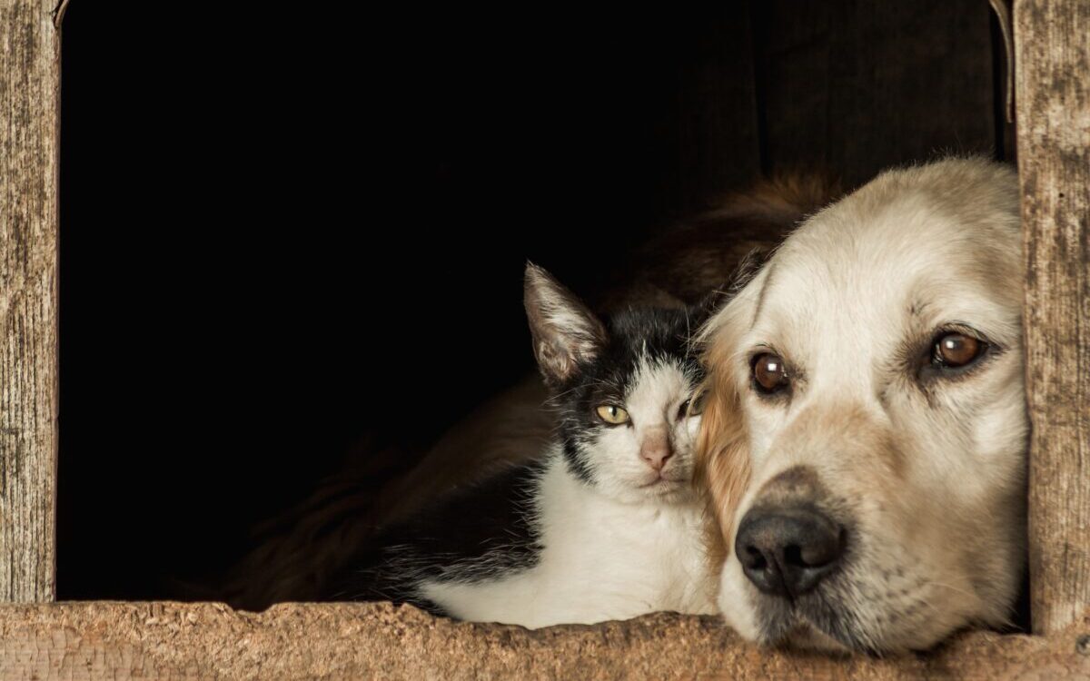 Chien et chat