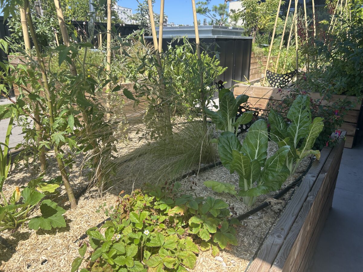 Potager sur le toit du super u moulin à vent