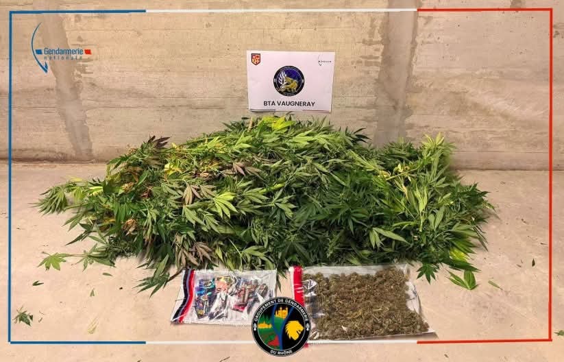 Rhône : une culture de cannabis découverte par hasard par les gendarmes
