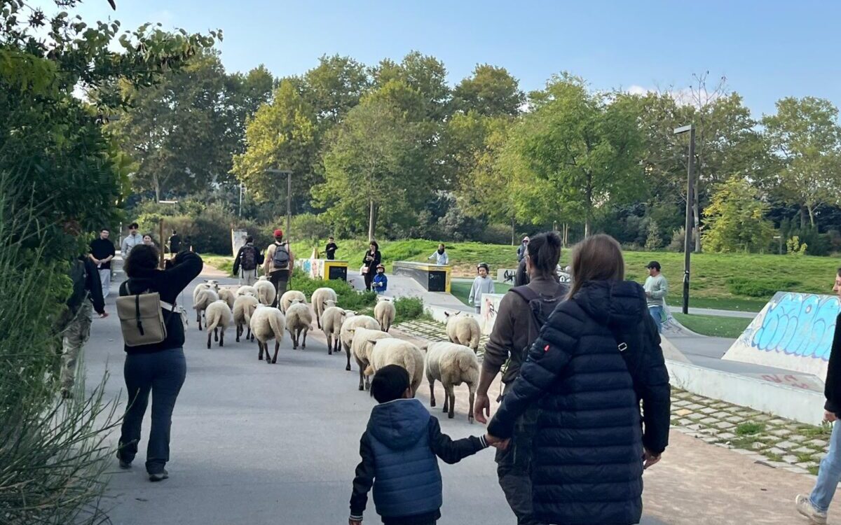 petite transhumance moutons Parc Blandan