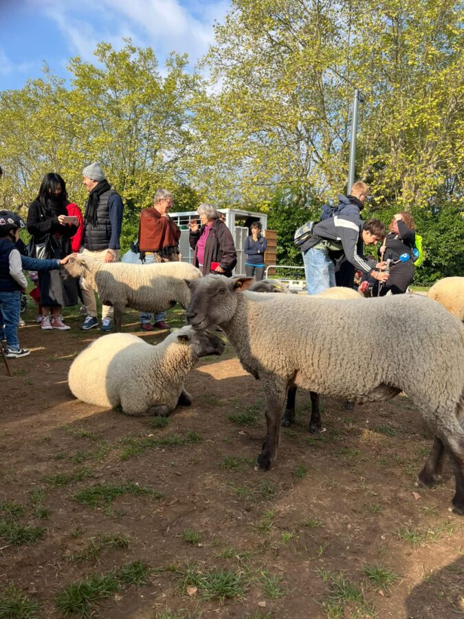 Moutons, Petite Transhumance parc Blandan